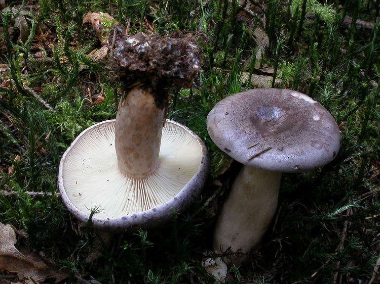 Lactarius trivialis Bild 2