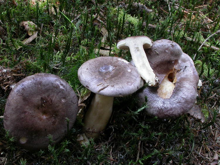 Lactarius trivialis Bild 3