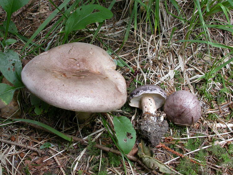Lactarius trivialis Bild 4