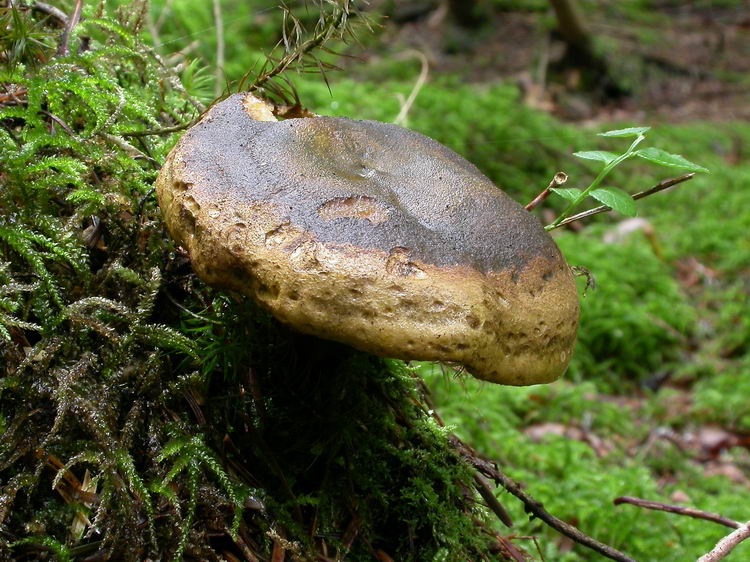 lactarius turpis Bild 1