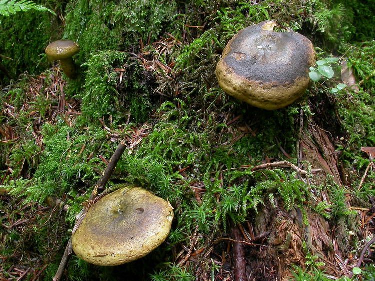 Lactarius turpis Bild 2