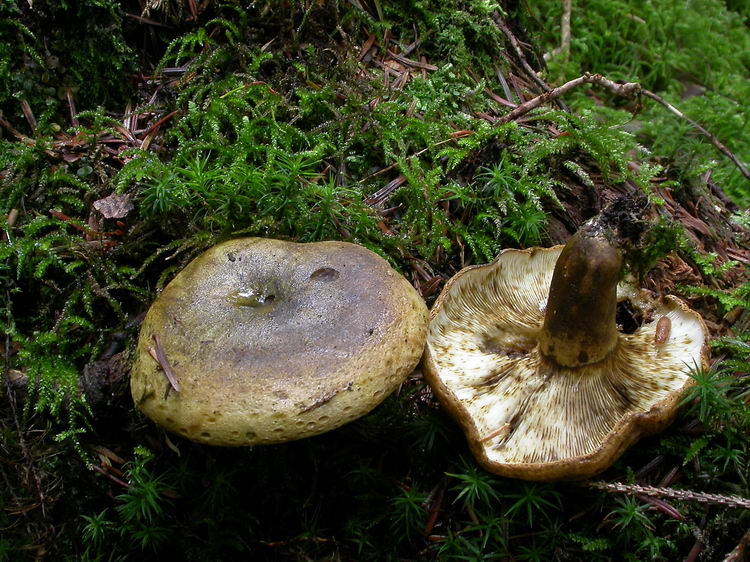 Lactarius turpis Bild 3