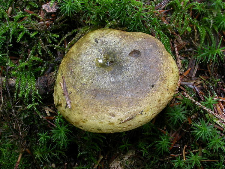 Lactarius turpis Bild 4