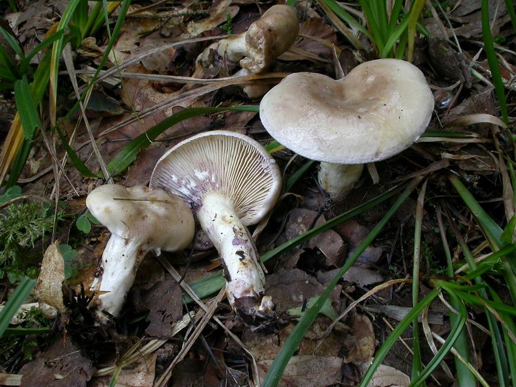 lactarius uvidus Bild 1