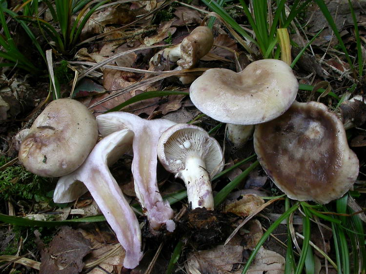 Lactarius uvidus Bild 2