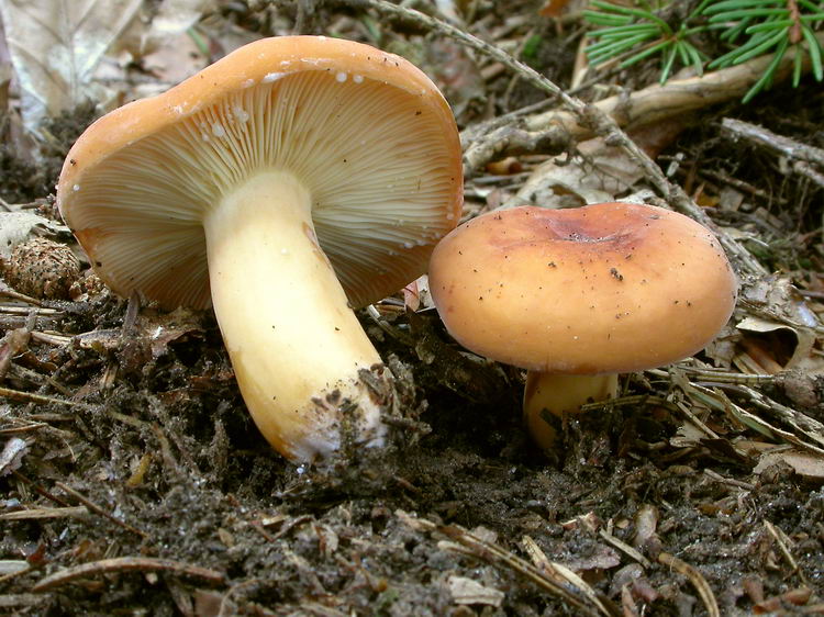 lactarius volemus Bild 1