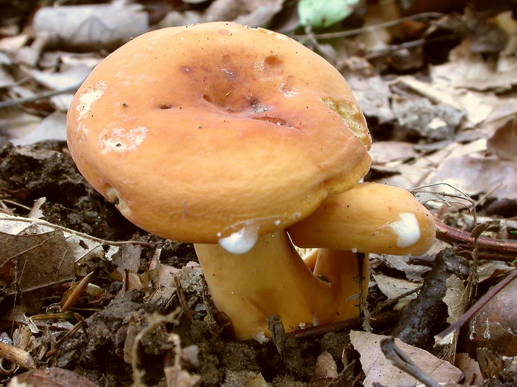 Lactarius volemus Bild 2