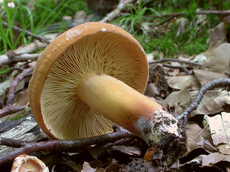 Lactarius volemus Bild 4