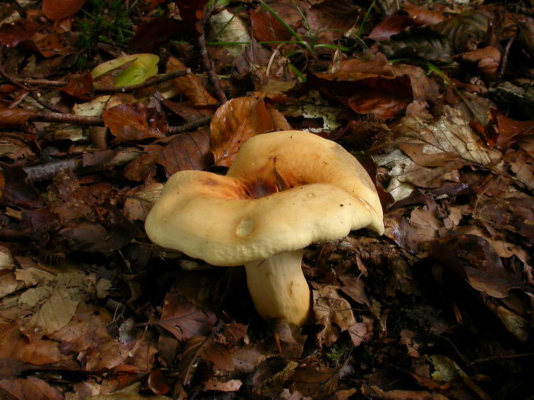 Lactarius volemus Bild 6
