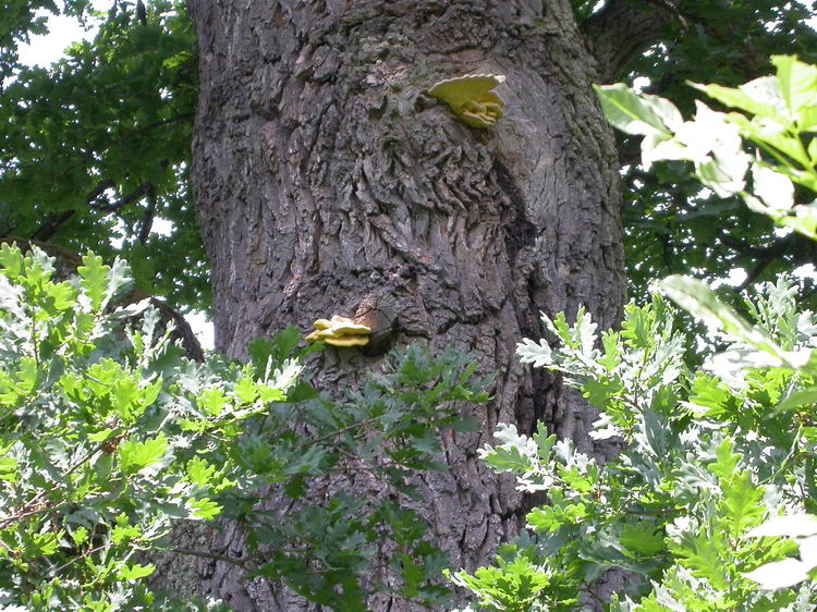 Laetiporus sulphureus Bild 1