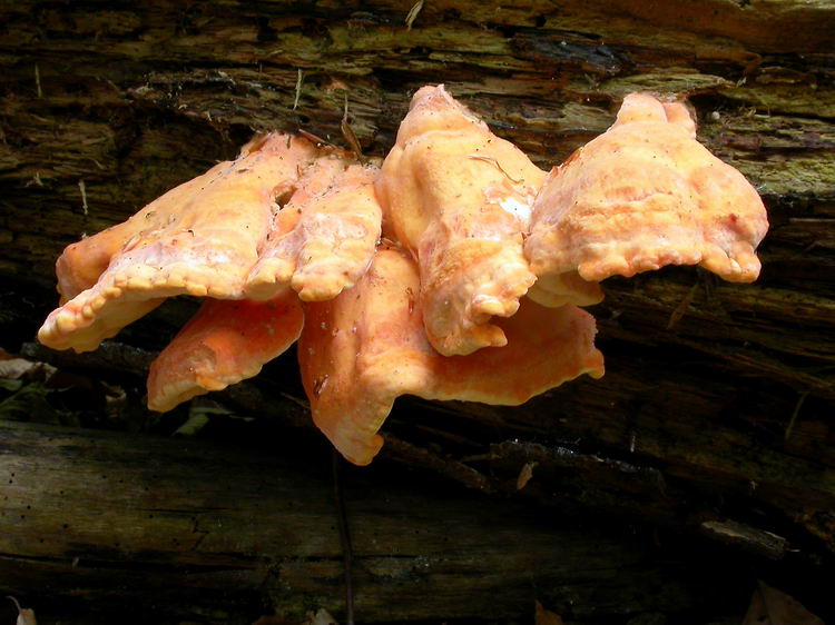 Laetiporus sulphureus Bild 2