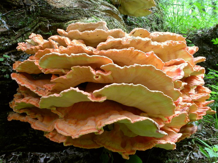 Laetiporus sulphureus Bild 4