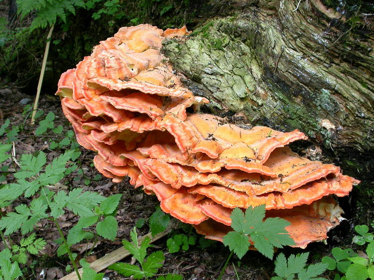 Laetiporus sulphureus Bild 5