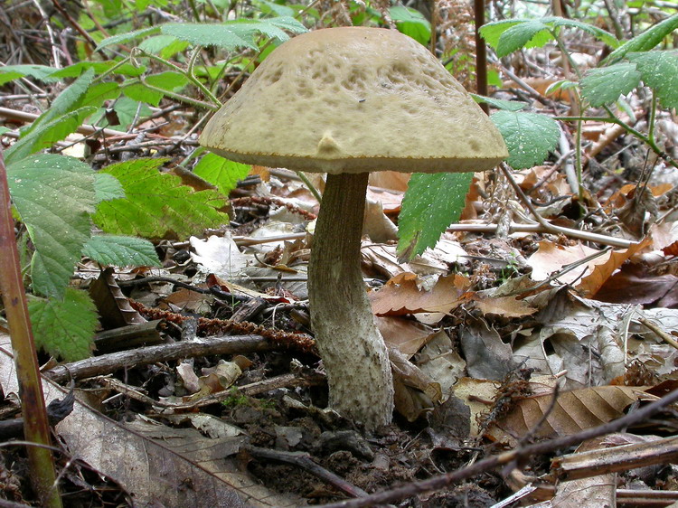 Leccinum carpini Bild 1