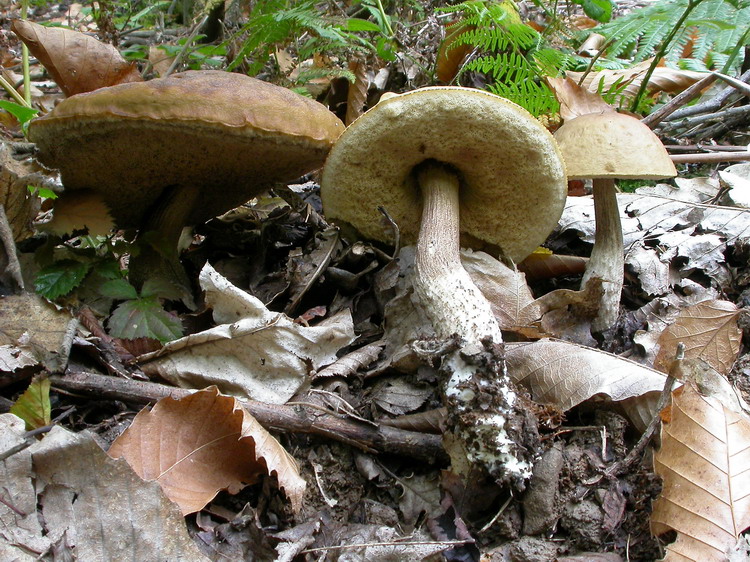 Leccinum carpini Bild 2