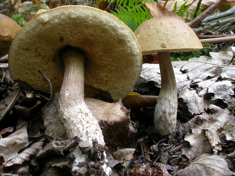 Leccinum carpini Bild 3