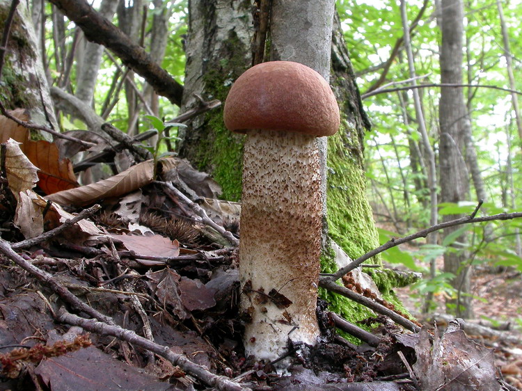 Leccinum quercinum Bild 1