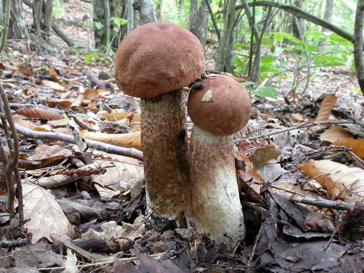 Leccinum quercinum Bild 2