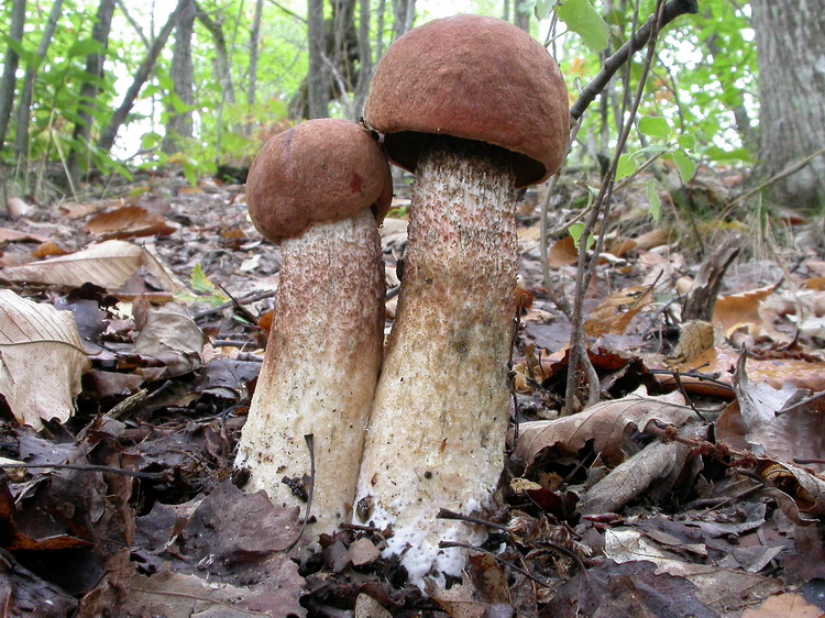 Leccinum quercinum Bild 3