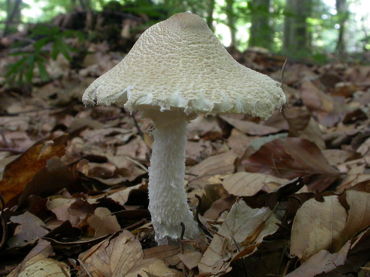 lepiota clypeolaria Bild 1