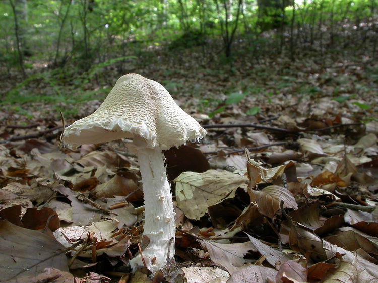lepiota clypeolaria Bild 2