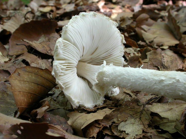 lepiota clypeolaria Bild 3