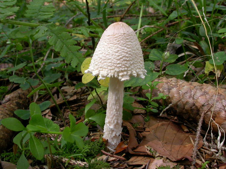 lepiota clypeolaria Bild 4
