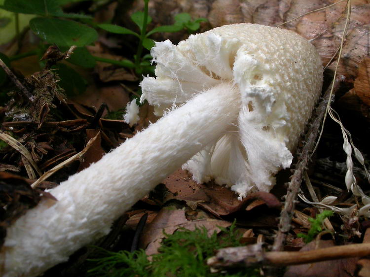lepiota clypeolaria Bild 5