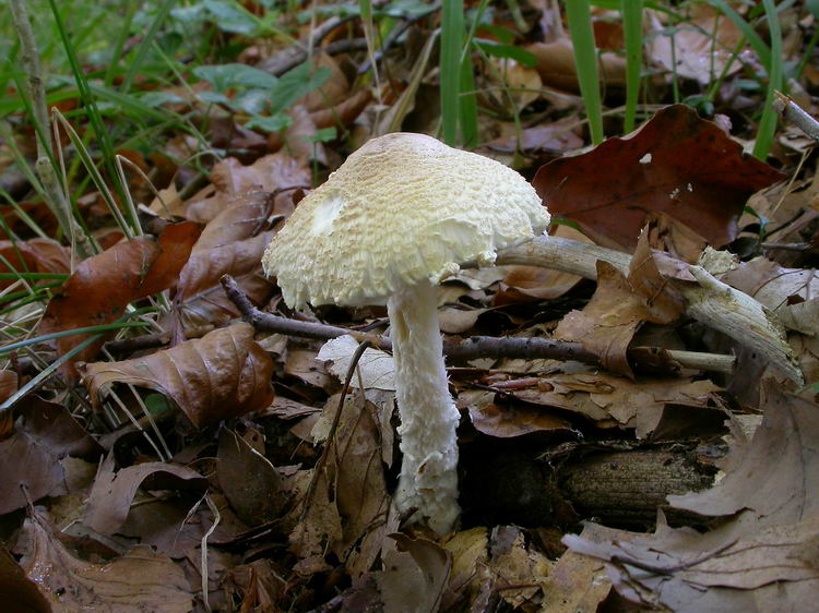 lepiota clypeolaria Bild 6