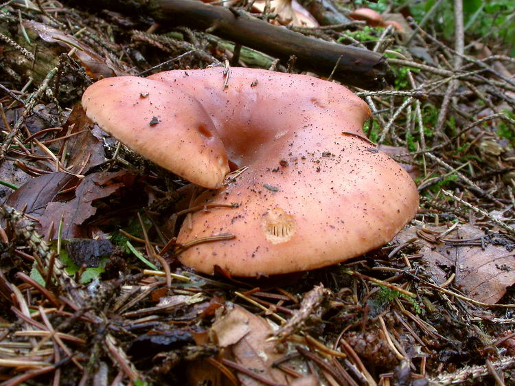 Lepista flaccida Bild 1