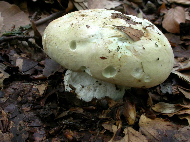 Leucopaxillus compactus Bild 1