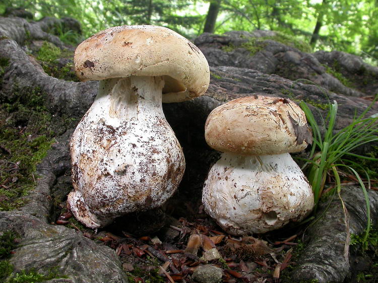 Leucopaxillus compactus Bild 3