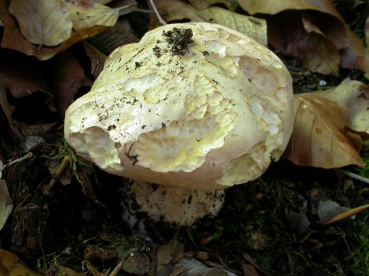 Leucopaxillus compactus Bild 4