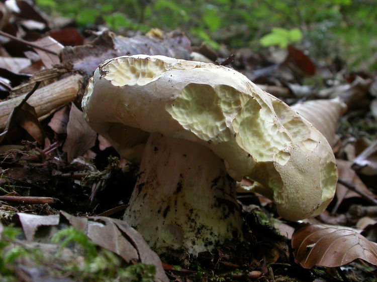 Leucopaxillus compactus Bild 5