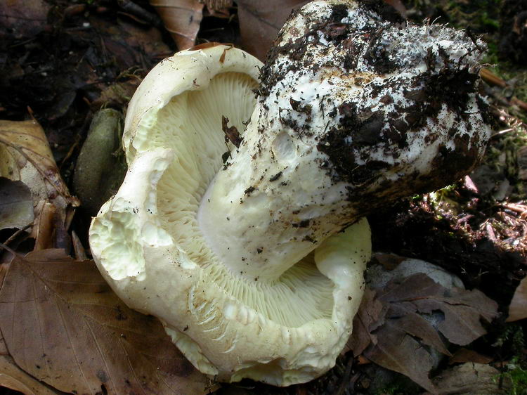 Leucopaxillus compactus Bild 6