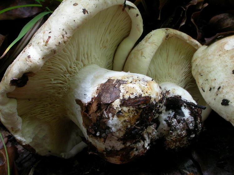 Leucopaxillus compactus Bild 8