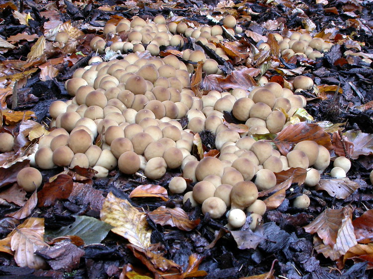 Lycoperdon pyriforme Bild 2