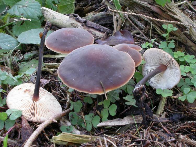 Macrocystidia cucumis Bild 1