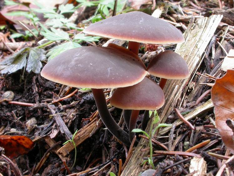 Macrocystidia cucumis Bild 2