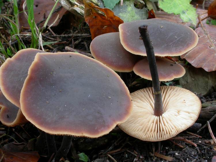 Macrocystidia cucumis Bild 3