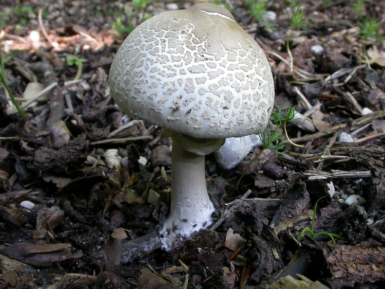 Macrolepiota mastoidea Bild 1