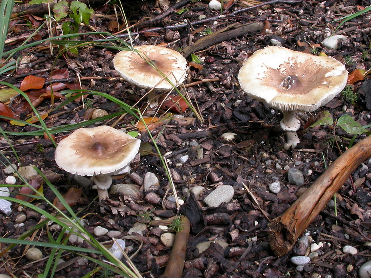 Macrolepiota mastoidea Bild 4