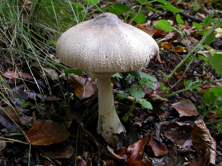 Macrolepiota mastoidea Bild 6