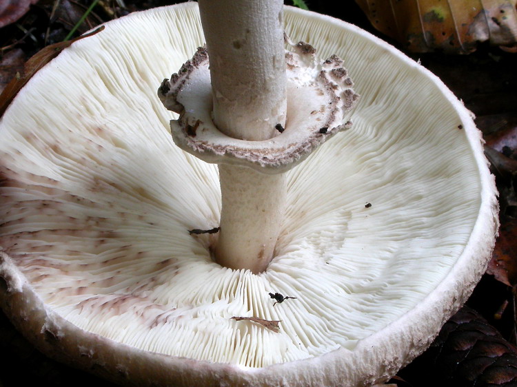 Macrolepiota mastoidea Bild 7