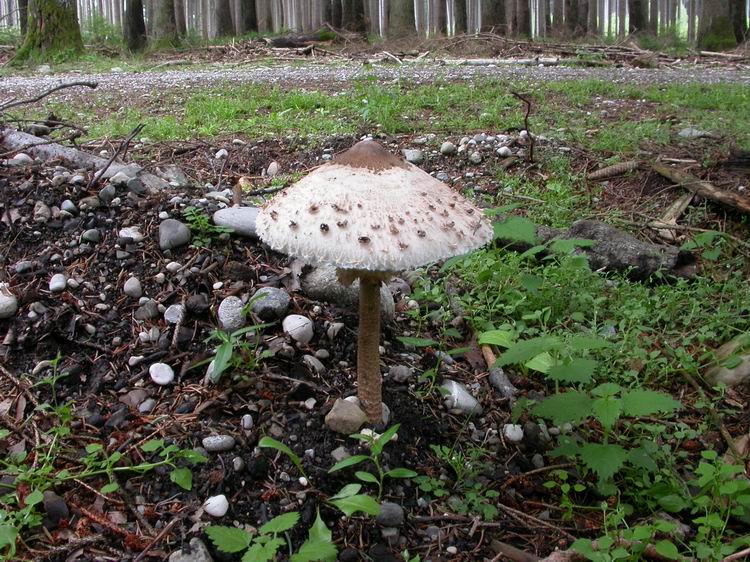 Macrolepiota procera Bild 1