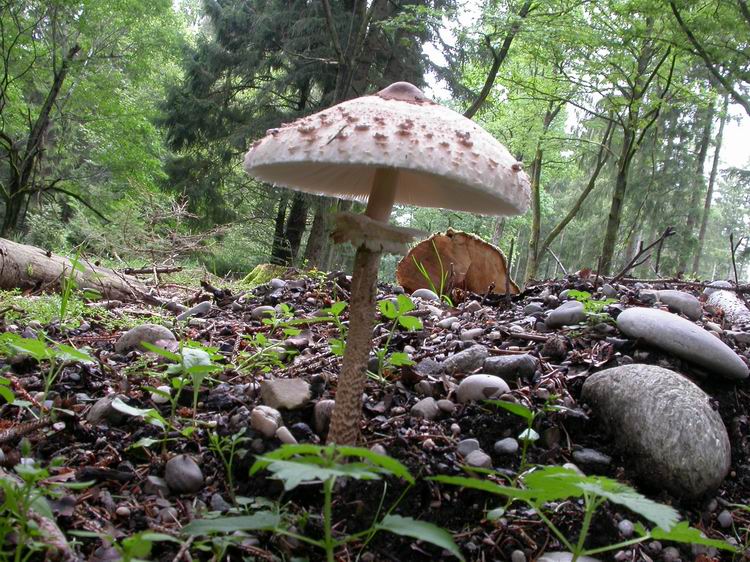 Macrolepiota procera Bild 2