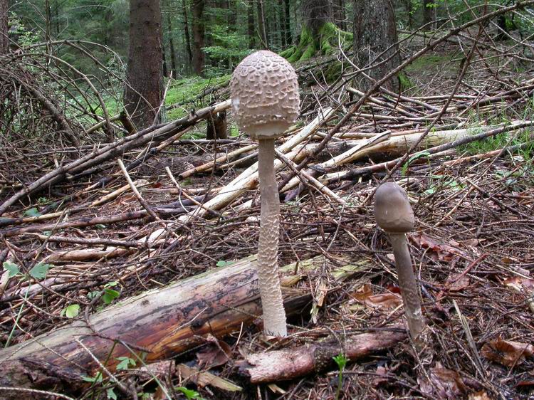 Macrolepiota procera Bild 3