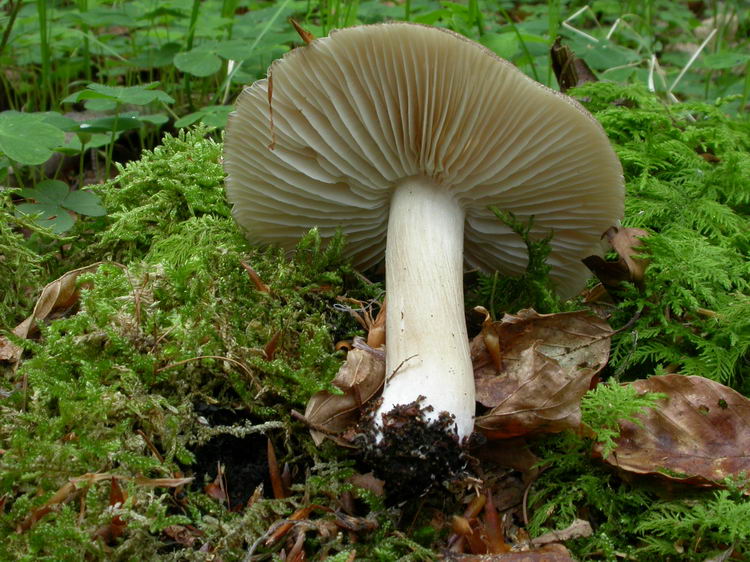 Megacollybia platyphylla Bild 2