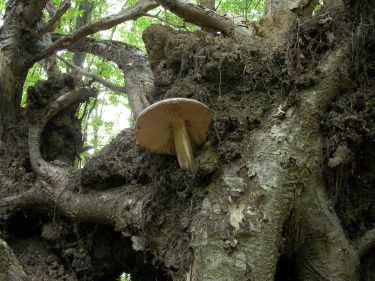 Megacollybia platyphylla Bild 4