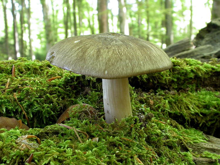 Megacollybia platyphylla Bild 5